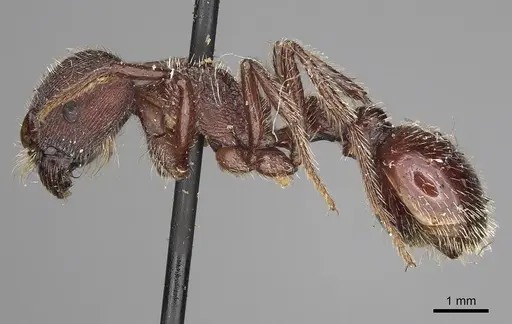 Pogonomyrmex bispinosus specimen LACMENT273679 image lacment273679_3