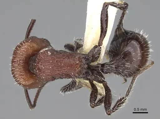 Pogonomyrmex bolivianus specimen CASENT0914125 image casent0914125_1