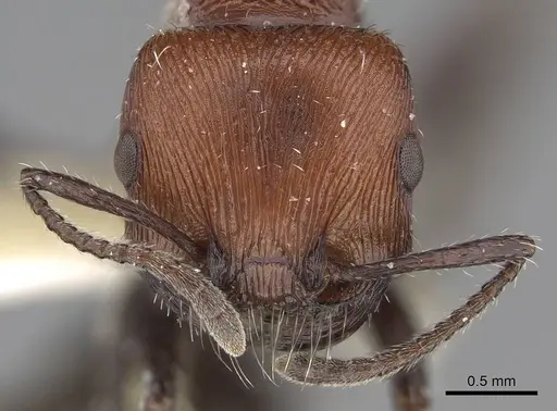 Pogonomyrmex bolivianus specimen CASENT0914125 image casent0914125_2