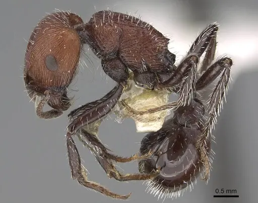 Pogonomyrmex bolivianus specimen CASENT0914125 image casent0914125_3