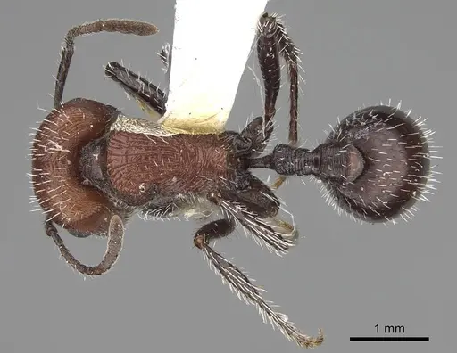 Pogonomyrmex bolivianus specimen CASENT0914126 image casent0914126_1