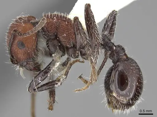 Pogonomyrmex bolivianus specimen CASENT0914126 image casent0914126_3
