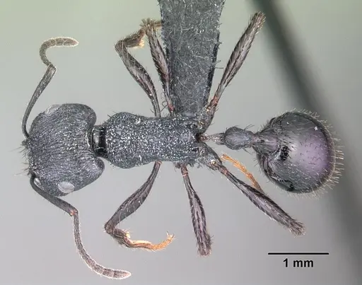 Pogonomyrmex brevibarbis specimen CASENT0102690 image casent0102690_1