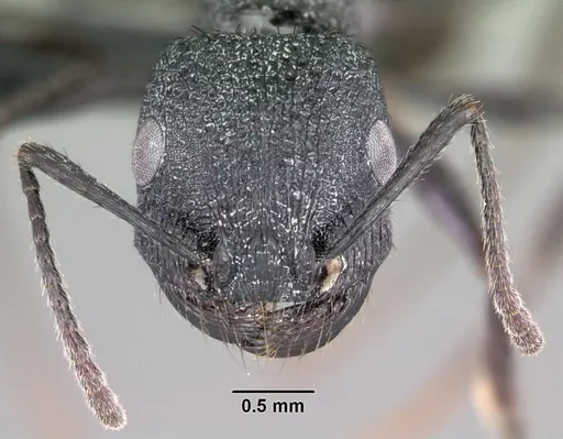 Pogonomyrmex brevibarbis specimen CASENT0102690 image casent0102690_2