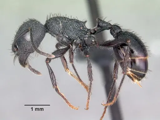 Pogonomyrmex brevibarbis specimen CASENT0102690 image casent0102690_3
