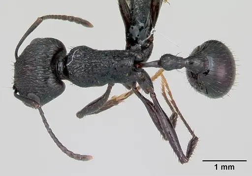 Pogonomyrmex brevibarbis specimen CASENT0172669 image casent0172669_1