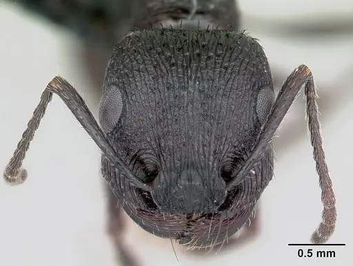 Pogonomyrmex brevibarbis specimen CASENT0172669 image casent0172669_2