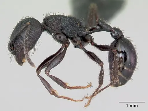 Pogonomyrmex brevibarbis specimen CASENT0172669 image casent0172669_3