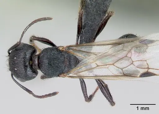 Pogonomyrmex brevibarbis specimen CASENT0172670 image casent0172670_1