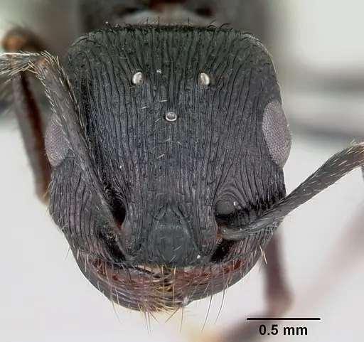 Pogonomyrmex brevibarbis specimen CASENT0172670 image casent0172670_2