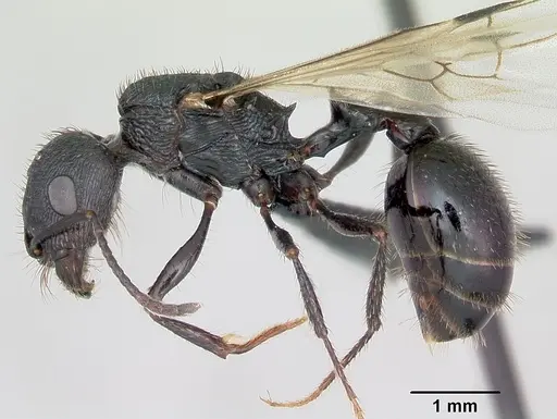 Pogonomyrmex brevibarbis specimen CASENT0172670 image casent0172670_3