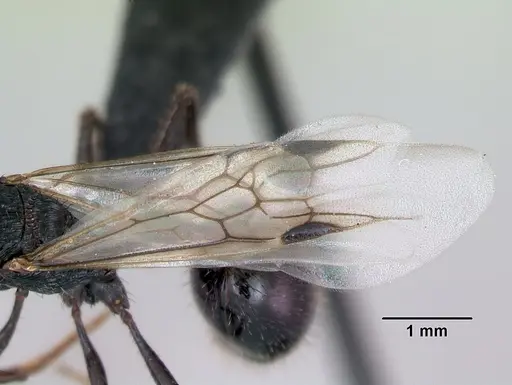 Pogonomyrmex brevibarbis specimen CASENT0172670 image casent0172670_4