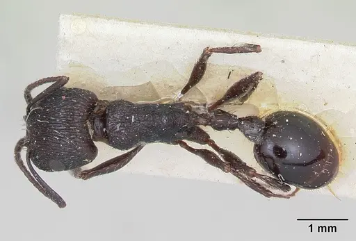 Pogonomyrmex brevibarbis specimen CASENT0173351 image casent0173351_1