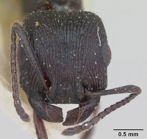 Pogonomyrmex brevibarbis specimen CASENT0173351 image casent0173351_2
