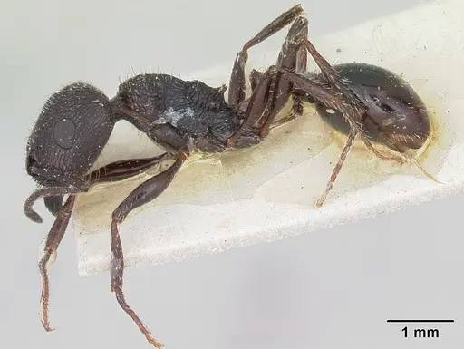 Pogonomyrmex brevibarbis specimen CASENT0173351 image casent0173351_3