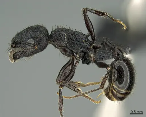 Pogonomyrmex brevibarbis specimen CASENT0191301 image casent0191301_1