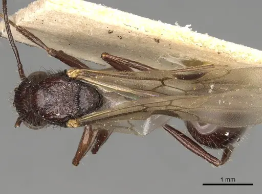 Pogonomyrmex brevibarbis specimen CASENT0281088 image casent0281088_1