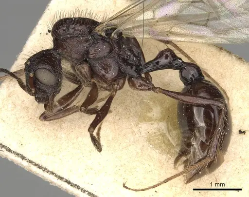 Pogonomyrmex brevibarbis specimen CASENT0281088 image casent0281088_3