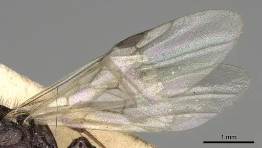 Pogonomyrmex brevibarbis specimen CASENT0281088 image casent0281088_4