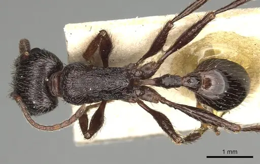 Pogonomyrmex brevibarbis specimen CASENT0281091 image casent0281091_1