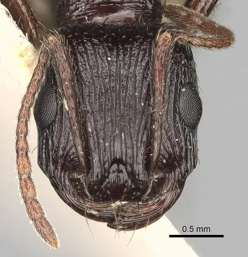 Pogonomyrmex brevibarbis specimen CASENT0281091 image casent0281091_2