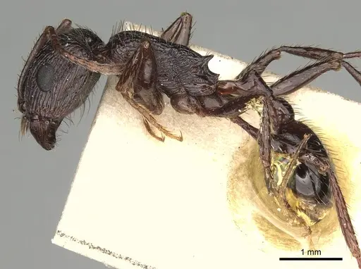 Pogonomyrmex brevibarbis specimen CASENT0281091 image casent0281091_3
