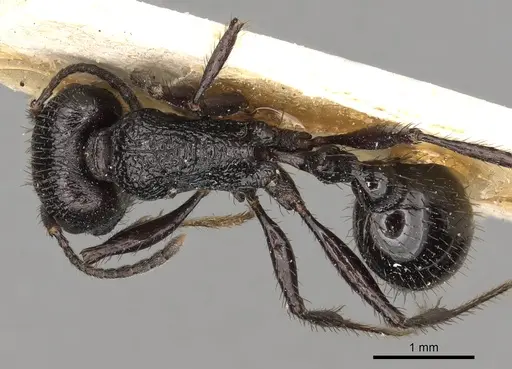 Pogonomyrmex brevibarbis specimen CASENT0281105 image casent0281105_1