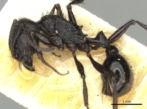 Pogonomyrmex brevibarbis specimen CASENT0281105 image casent0281105_3