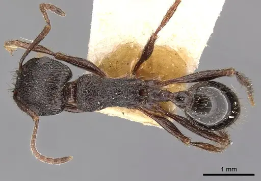 Pogonomyrmex brevibarbis specimen CASENT0900382 image casent0900382_1