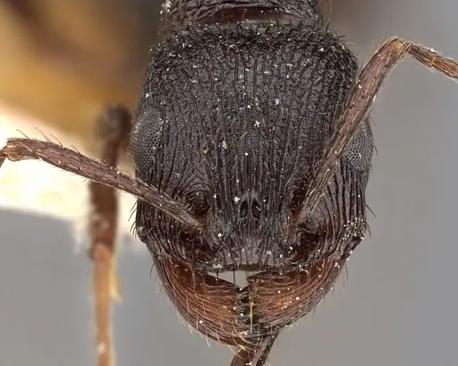 Pogonomyrmex brevibarbis specimen CASENT0900382 image casent0900382_2