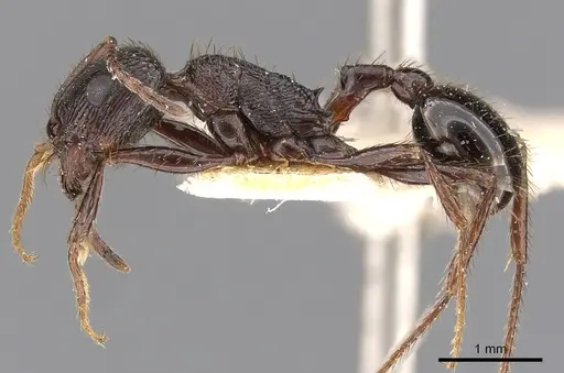 Pogonomyrmex brevibarbis specimen CASENT0900382 image casent0900382_3