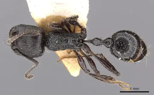 Pogonomyrmex brevibarbis specimen CASENT0900383 image casent0900383_1