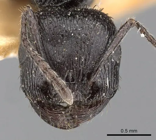 Pogonomyrmex brevibarbis specimen CASENT0900383 image casent0900383_2
