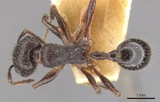 Pogonomyrmex brevibarbis specimen CASENT0907627 image casent0907627_1