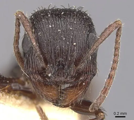 Pogonomyrmex brevibarbis specimen CASENT0907627 image casent0907627_2