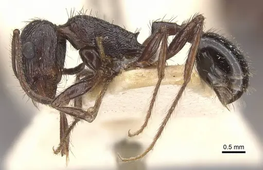 Pogonomyrmex brevibarbis specimen CASENT0907627 image casent0907627_3