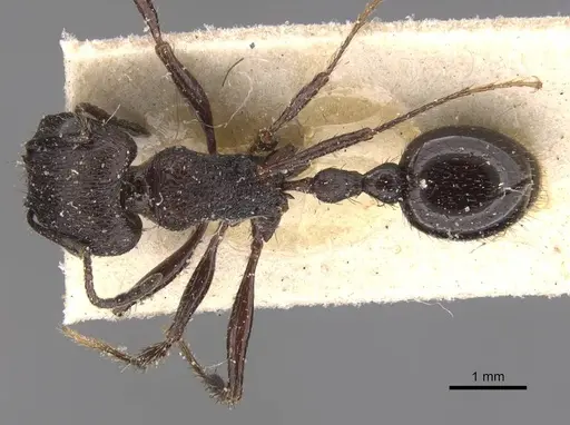 Pogonomyrmex brevibarbis specimen CASENT0907628 image casent0907628_1