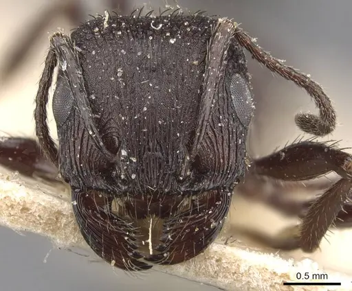 Pogonomyrmex brevibarbis specimen CASENT0907628 image casent0907628_2