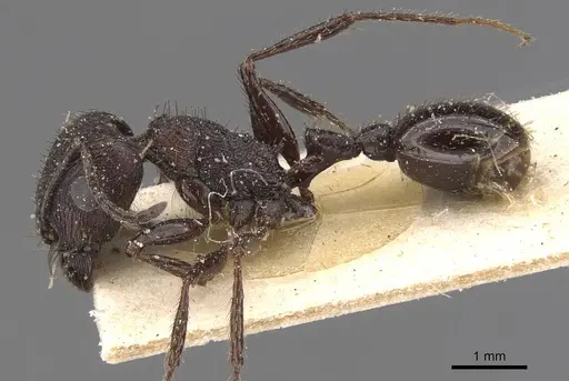 Pogonomyrmex brevibarbis specimen CASENT0907628 image casent0907628_3