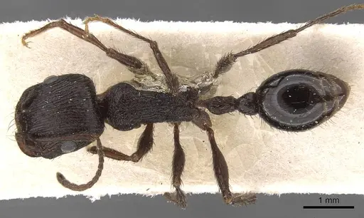 Pogonomyrmex brevibarbis specimen CASENT0907629 image casent0907629_1
