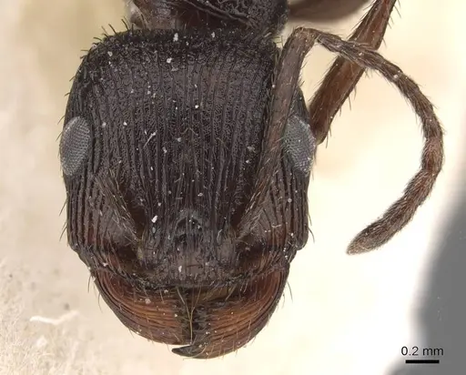 Pogonomyrmex brevibarbis specimen CASENT0907629 image casent0907629_2