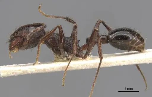 Pogonomyrmex brevibarbis specimen CASENT0907629 image casent0907629_3