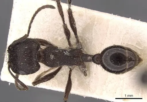 Pogonomyrmex brevibarbis specimen CASENT0907630 image casent0907630_1