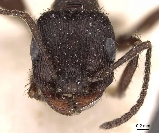 Pogonomyrmex brevibarbis specimen CASENT0907630 image casent0907630_2