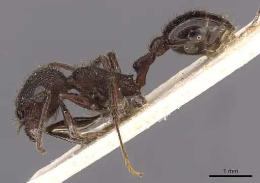Pogonomyrmex brevibarbis specimen CASENT0907630 image casent0907630_3