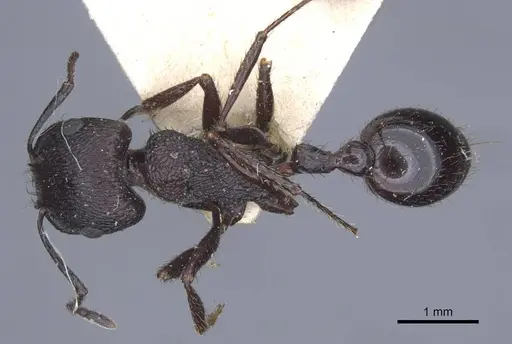 Pogonomyrmex brevibarbis specimen CASENT0916914 image casent0916914_1