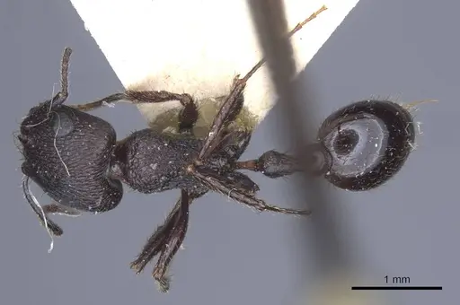 Pogonomyrmex brevibarbis specimen CASENT0916914 image casent0916914_2