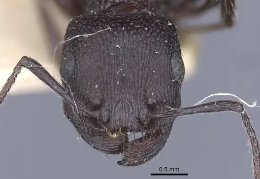 Pogonomyrmex brevibarbis specimen CASENT0916914 image casent0916914_3