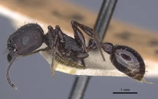 Pogonomyrmex brevibarbis specimen CASENT0916914 image casent0916914_4