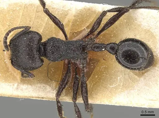 Pogonomyrmex brevibarbis specimen CASENT0922082 image casent0922082_1
